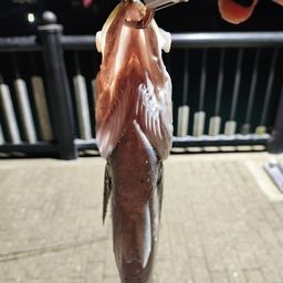 フッコ（ヒラスズキ）