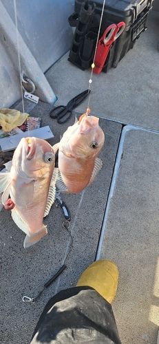 シロアマダイの釣果
