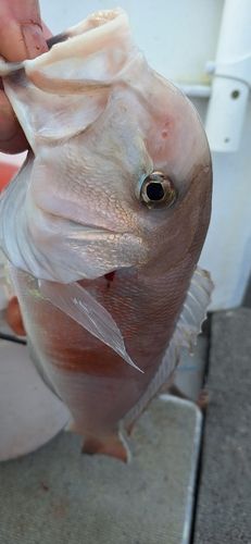 シロアマダイの釣果