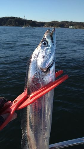 タチウオの釣果
