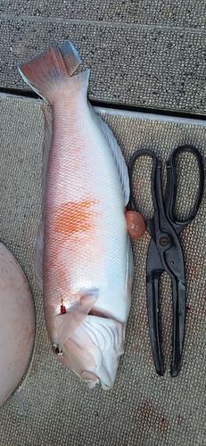 シロアマダイの釣果