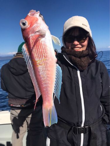 アマダイの釣果