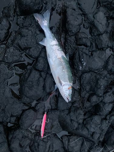 サクラマスの釣果