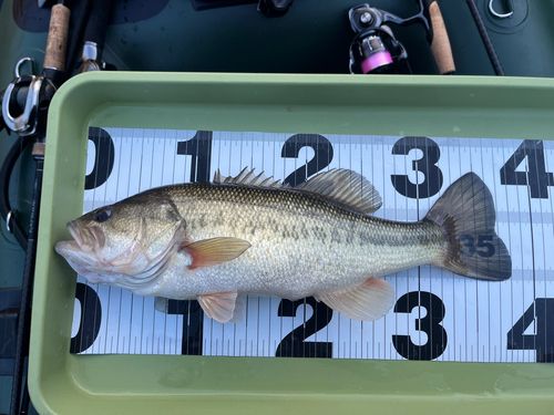 ブラックバスの釣果