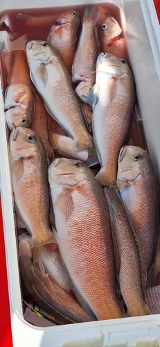 シロアマダイの釣果