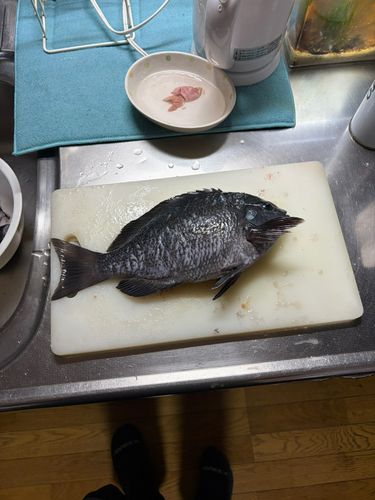 クロの釣果