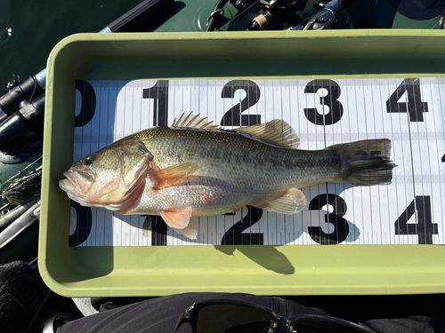 ブラックバスの釣果
