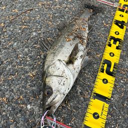 セイゴ（マルスズキ）