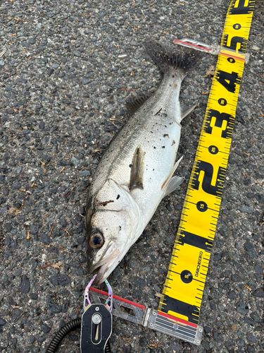 セイゴ（マルスズキ）の釣果