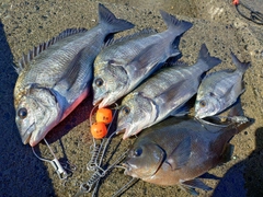チヌの釣果