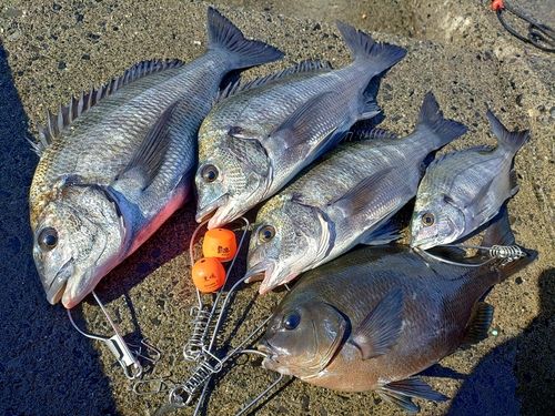チヌの釣果