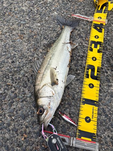 セイゴ（マルスズキ）の釣果