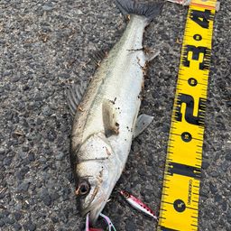 セイゴ（マルスズキ）