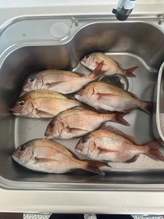 タイの釣果