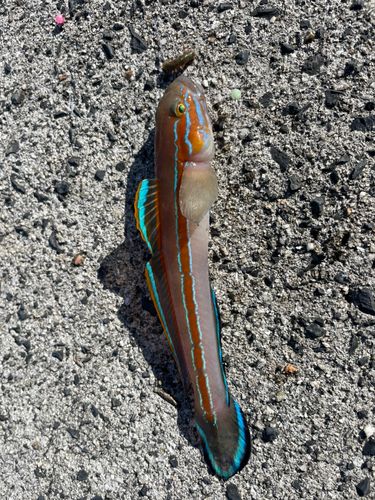 松ヶ崎（今治）