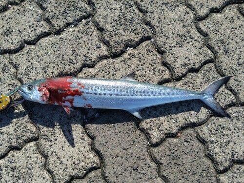 鞠山海遊パーク