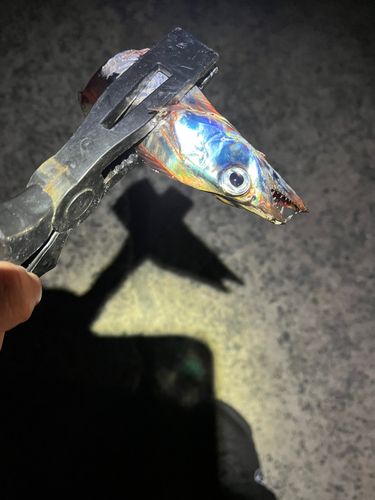 タチウオの釣果