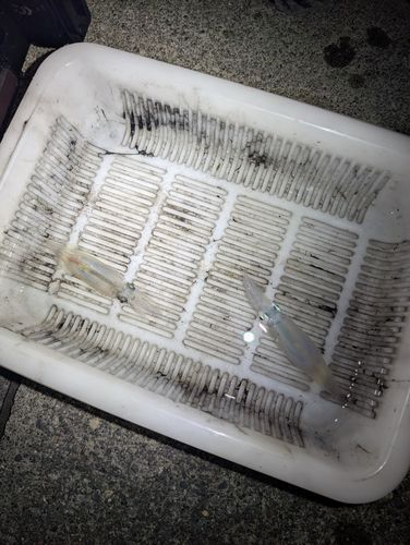 ヤリイカの釣果