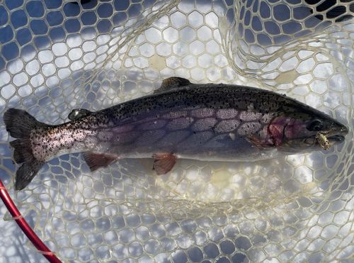 レインボートラウトの釣果