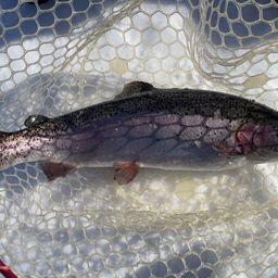 レインボートラウト