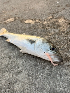 セイゴ（ヒラスズキ）の釣果