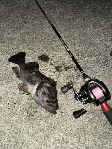 クロソイの釣果