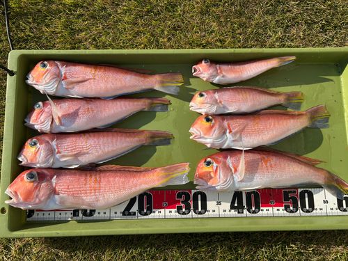 アカアマダイの釣果