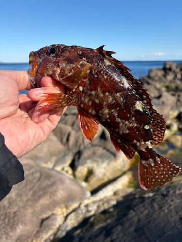 三ツ石（真鶴）