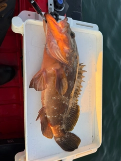 アコウの釣果