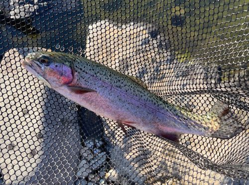 ニジマスの釣果