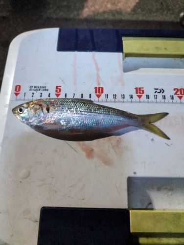 コノシロの釣果