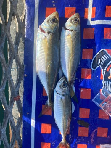 本牧海づり施設