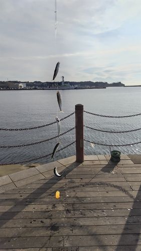 マイワシの釣果