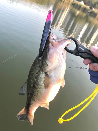 ラージマウスバスの釣果