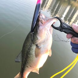 ラージマウスバス