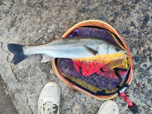 マルスズキの釣果