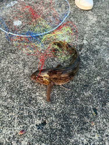 アイナメの釣果