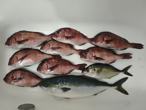 マダイの釣果