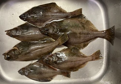 ソウハチの釣果