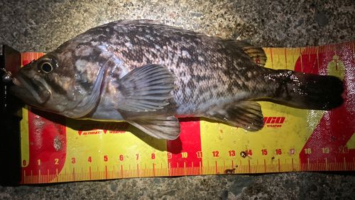 クロソイの釣果