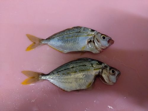 ヒイラギの釣果