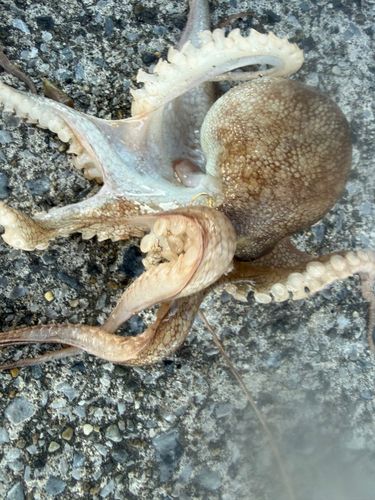タコの釣果