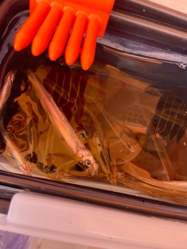 ワカサギの釣果