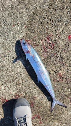 サゴシの釣果