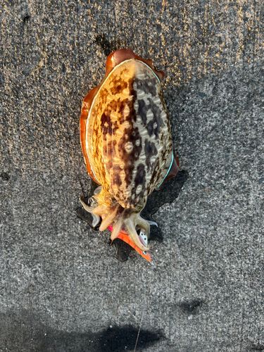 コウイカの釣果