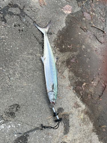 サワラの釣果