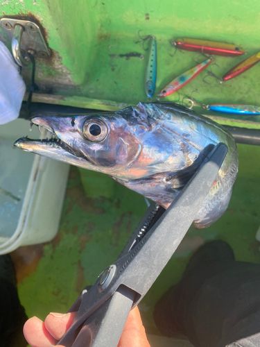 タチウオの釣果