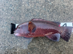 コブダイの釣果