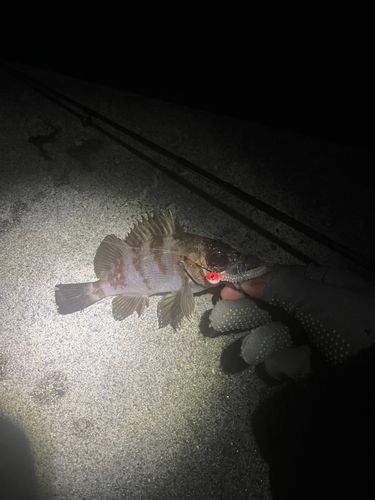 シロメバルの釣果