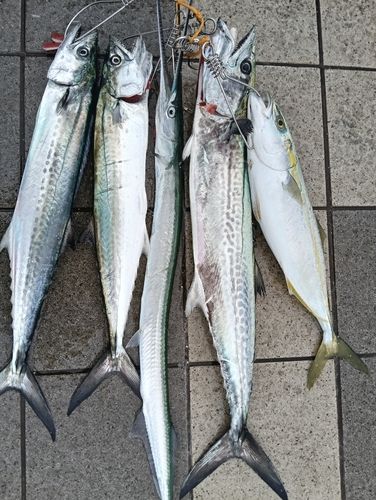 サゴシの釣果